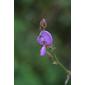 Desmodium perplexum (Fabaceae) - inflorescence - frontal view of flower