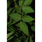 Desmodium perplexum (Fabaceae) - leaf - basal or on lower stem